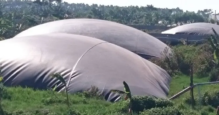 Hầm Biogas Nuôi Heo Giải Pháp Bền Vững Cho Nông Nghiệp