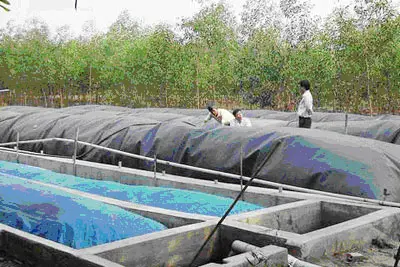 Giá Túi Biogas Chuyên Dụng - Bí Quyết Đầu Tư Thông Minh