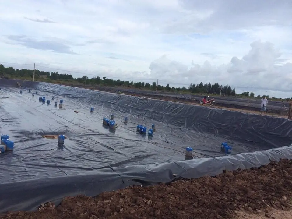 Bạt Lót Ao Tôm - “Bảo Bối” Cho Vụ Mùa Bội Thu