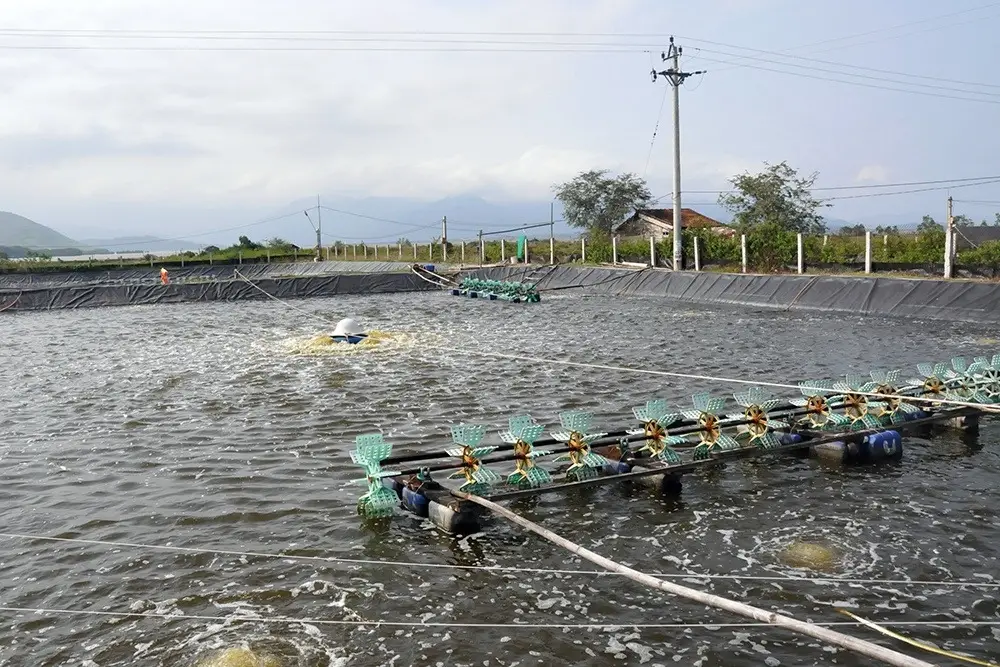 Giá Bạt Lót Ao Tôm - Lựa Chọn Thông Minh Cho Vụ Mùa Bội Thu