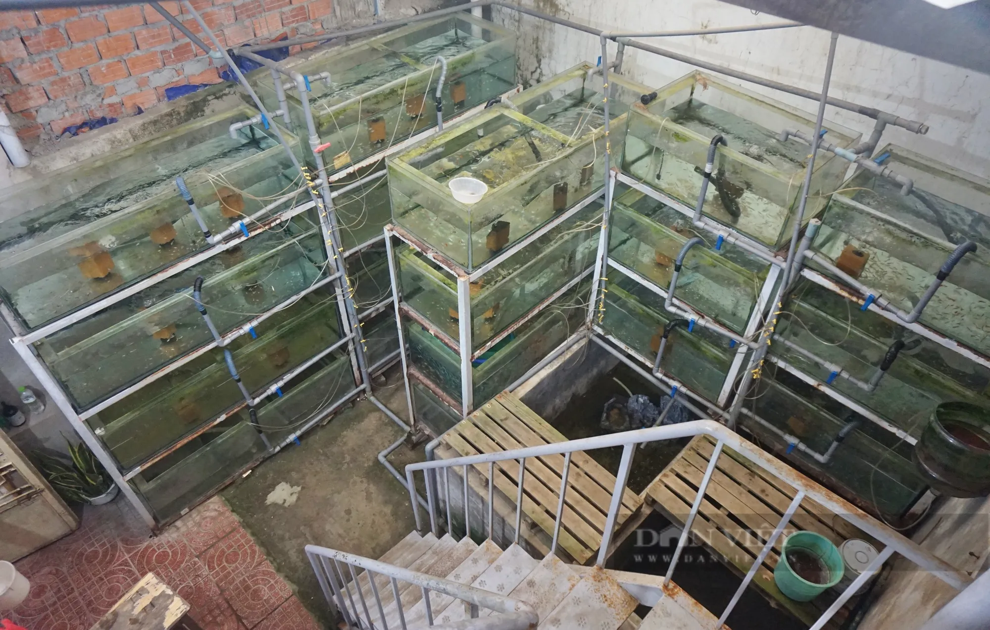Anh Nhật sắp xếp các giàn hồ theo tầng nhằm tiết kiệm diện tích, nhưng vẫn đảm bảo môi trường nuôi thuận lợi. Ảnh: T.N.