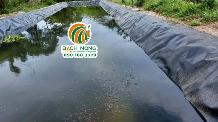 Ao nuôi cá cảnh thương mại sử dụng màng HDPE để tối ưu hóa sản xuất