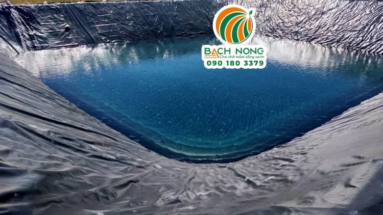 Ao nuôi cá lót bạt HDPE mang lại hiệu quả kinh tế cao và dễ quản lý