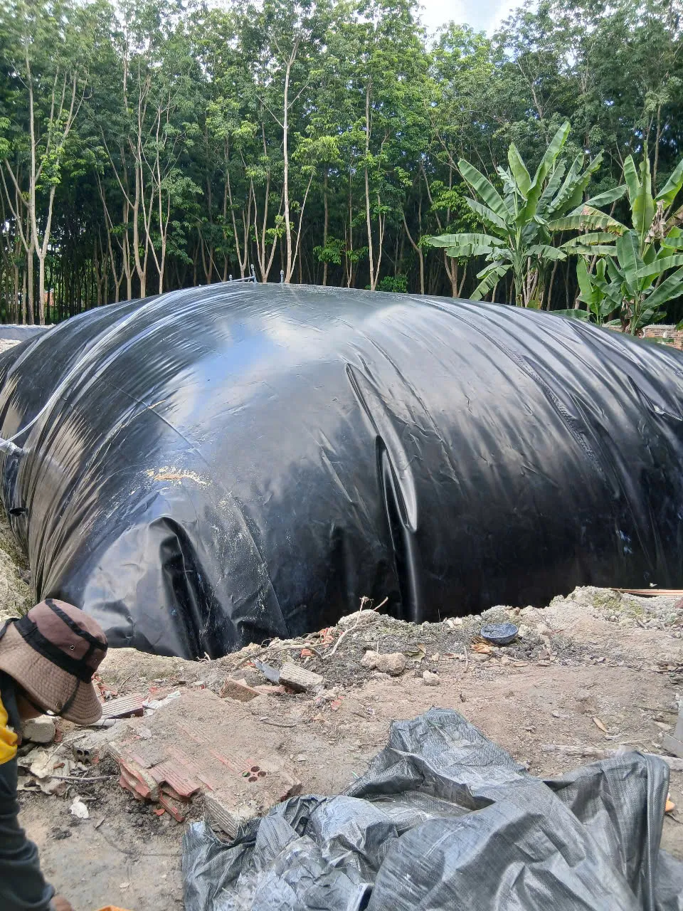 Bã thải sau xử lý biogas được sử dụng làm phân bón hữu cơ