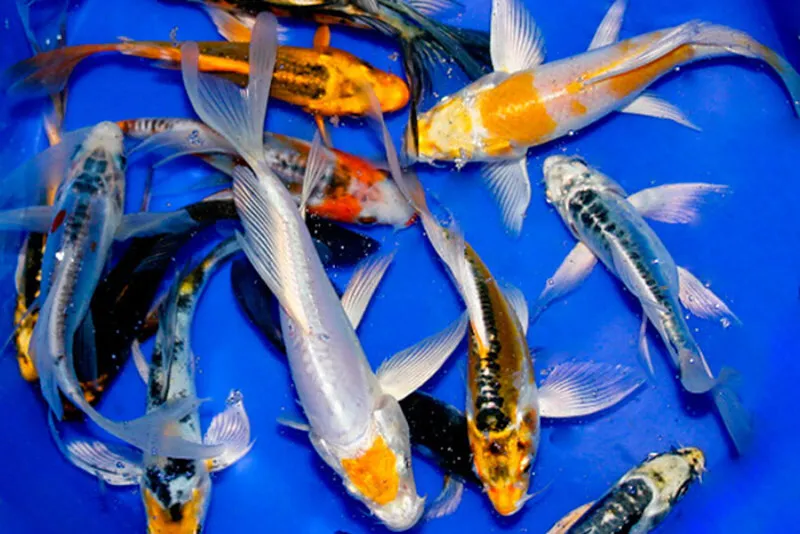 Bảng giá cá koi bướm