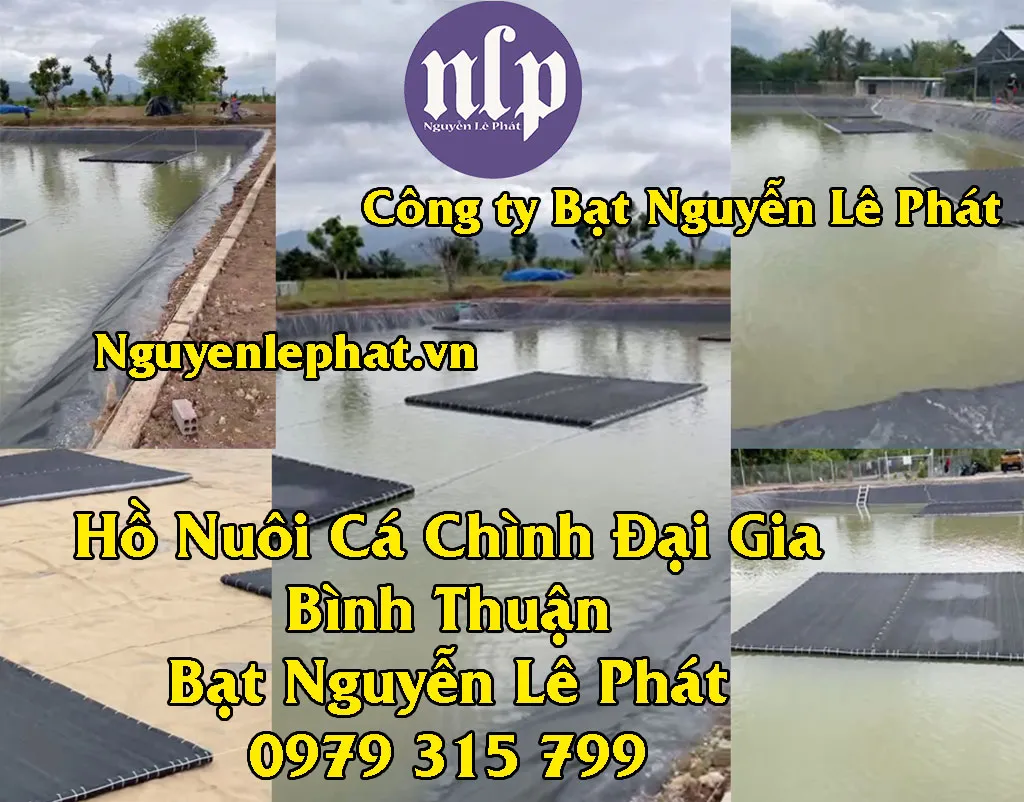 Bạt lót bể cá cảnh tại Bình Thuận