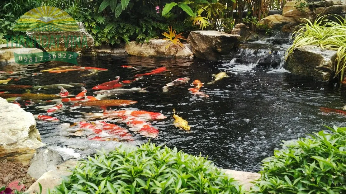 Bạt lót hồ cá Koi