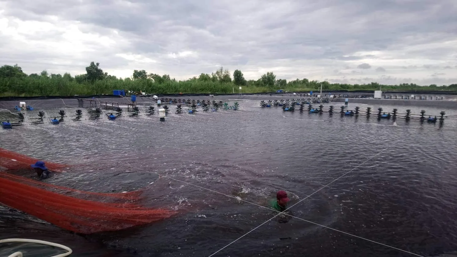 Bạt lót hồ tôm HDPE 0.5mm đang được triển khai, đảm bảo môi trường nuôi trồng tối ưu.