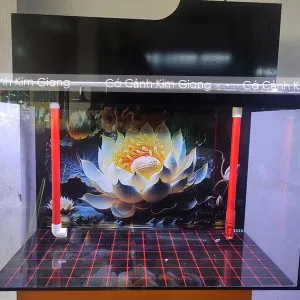 Bể cá 80x40x50 lọc đầu tàu