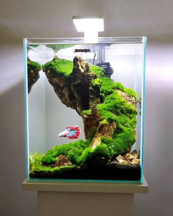 Bể cá mini betta với thiết kế tối giản