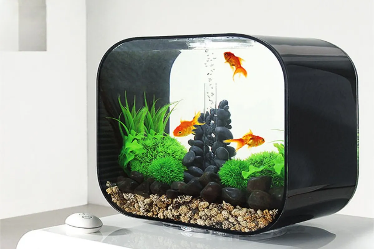 Bể cá mini để bàn làm việc được nhiều người yêu thích