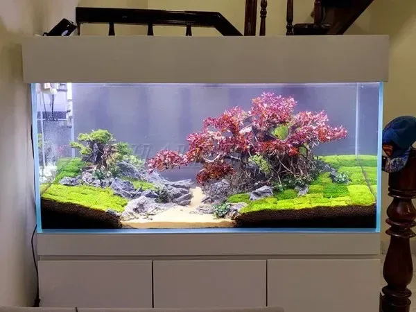Bể cá thủy sinh 1m2 làm từ kính siêu trong, phô diễn cảnh quan dưới nước