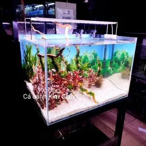 Bể cá thủy sinh 60x40x40 với bố cục thiên nhiên