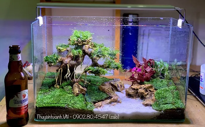 bể cá thủy sinh mini để bàn