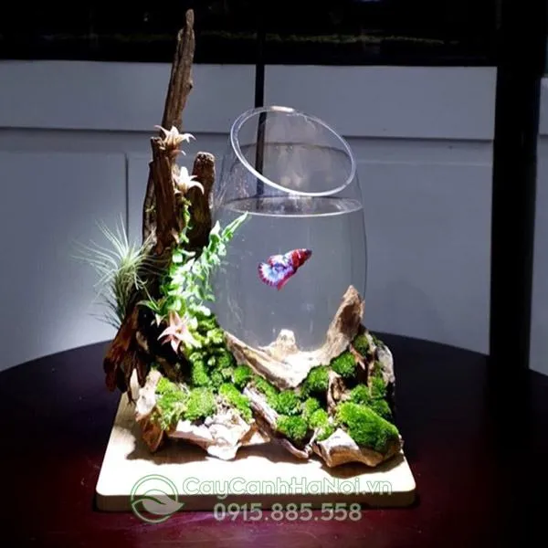Bể cá tiểu cảnh mini với cây thủy sinh và đá