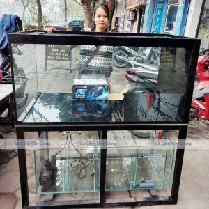 Bể cá với hệ thống lọc hiện đại