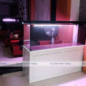 Bể công nghệ mới 1m6x50x60cm siêu trong 2 mặt