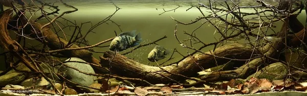 Bể thủy sinh Biotope tái hiện đáy sông