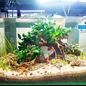 Bể thủy sinh để bàn bố cục cây bonsai gắn ráy