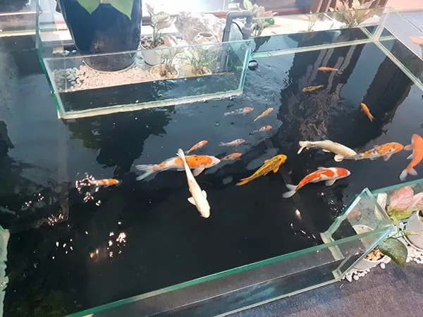 Bộ dụng cụ vệ sinh hồ kính cá Koi chuyên dụng, giữ cho bể luôn sạch sẽ và trong suốt