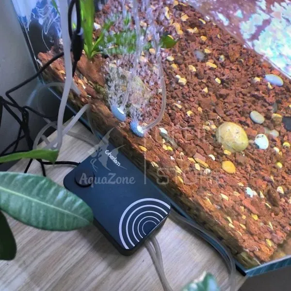 Bộ sủi CO2 chuyên nghiệp giúp cây thủy sinh quang hợp hiệu quả