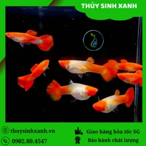 Cá bảy màu Koi, thêm vẻ đẹp độc đáo cho hồ cá kiểng đẹp của bạn