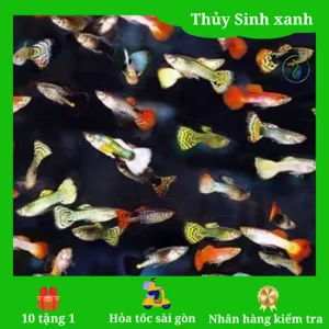 Cá bảy màu, một lựa chọn phổ biến cho hồ cá kiểng đẹp đa dạng màu sắc