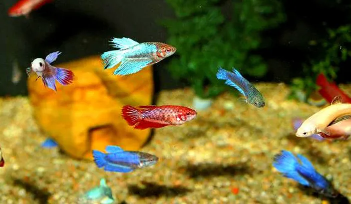 Cá Betta con khỏe mạnh