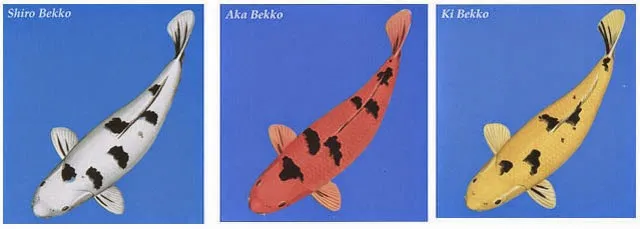 Cá Koi Bekko