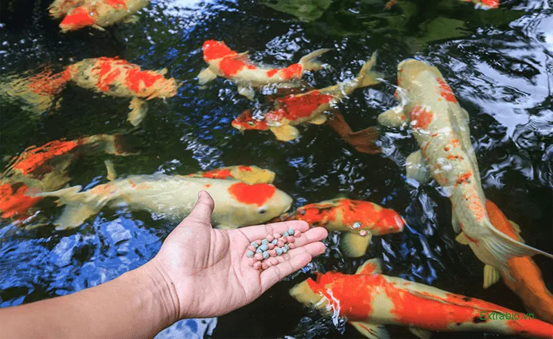 Cá Koi bơi lội khỏe mạnh, đợi thức ăn, minh họa tầm quan trọng của chế độ dinh dưỡng hợp lý