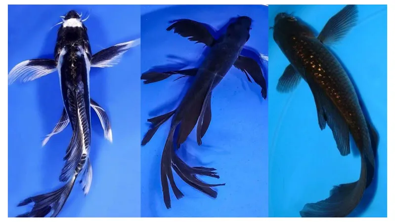 Cá Koi bướm đen huyền bí