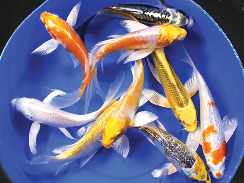 Cá Koi bướm Soragoi màu xám nhạt quý phái