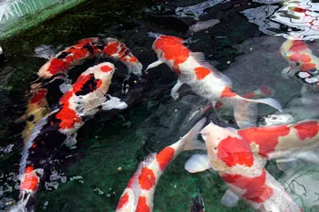 Cá Koi cảnh