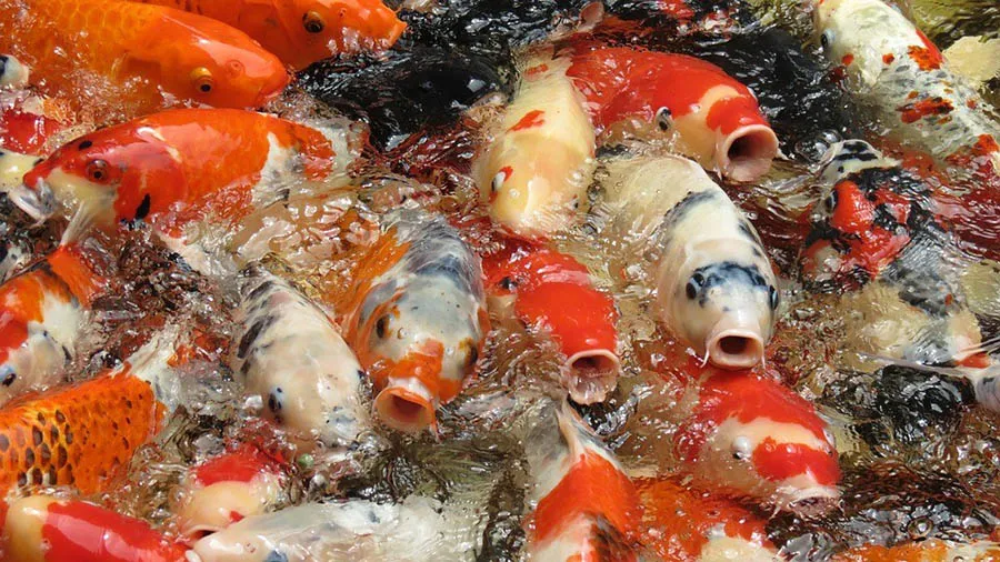 Cá Koi con đang phát triển trong môi trường hồ bạt an toàn