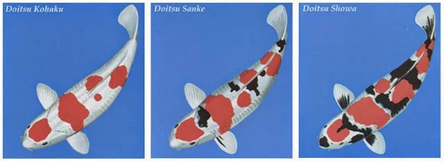 Cá Koi Doitsu