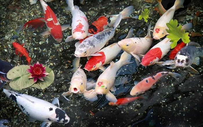 Cá Koi giá bao nhiêu?