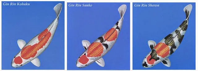 Cá Koi Ginrin