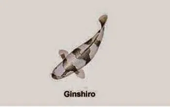 Cá Koi Ginshiro Utsuri