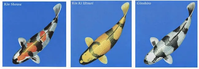 Cá Koi Hikari Utsuri