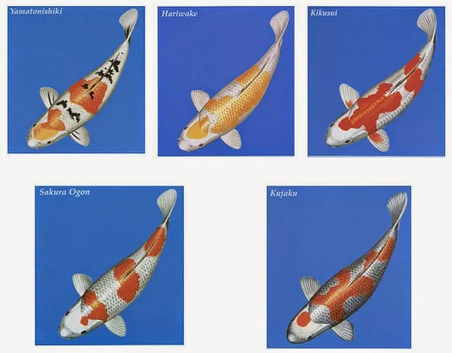 Cá Koi Hikarimoyo