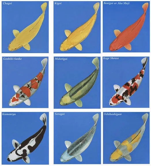 Cá Koi Kawarimono