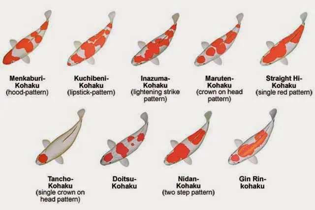 Cá Koi Kohaku