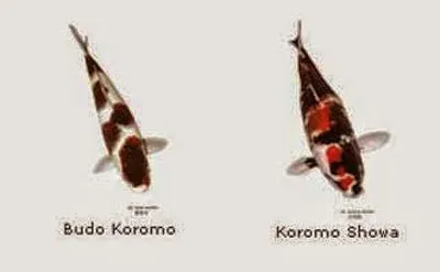 Cá Koi Koromo Showa