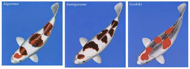 Cá Koi Koromo