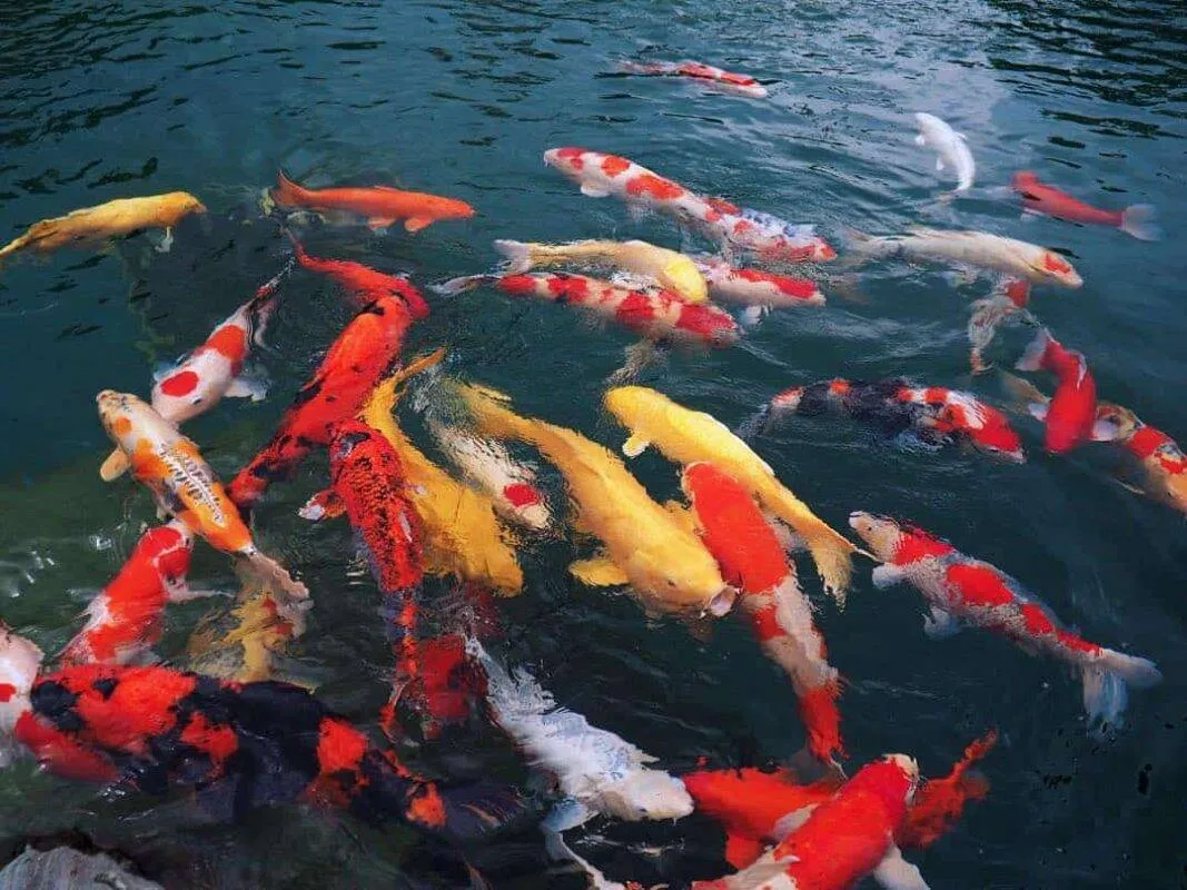Cá Koi mang ý nghĩa tài lộc