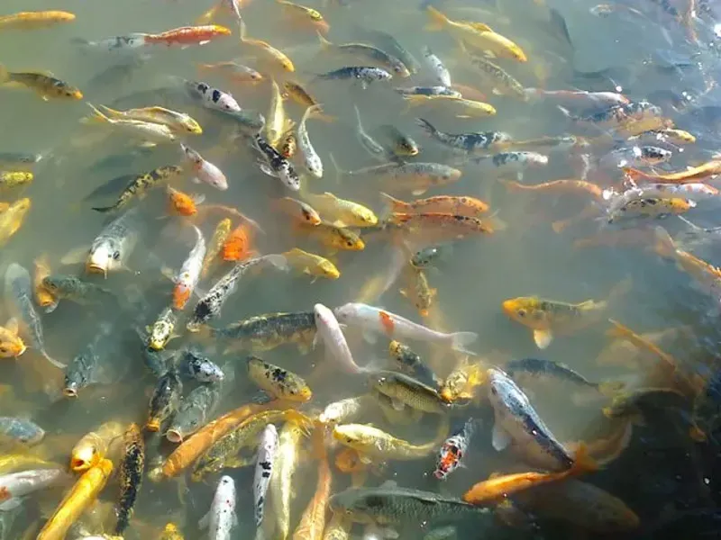 Cá koi nhật giá bao nhiêu tiền?