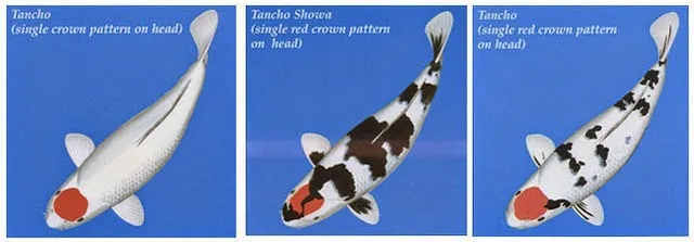 Cá Koi Tancho