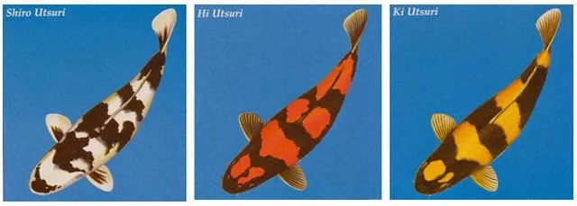 Cá Koi Utsuri