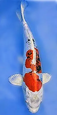 Cá Koi Yamato Nishiki