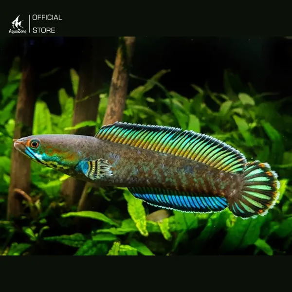 Cá lóc cảnh có màu sắc đa dạng